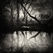 Reflections