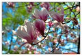 Magnolia 2