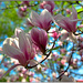 Magnolia 2