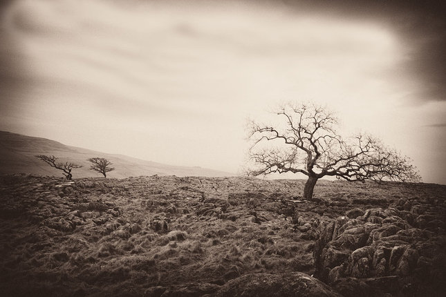 The dark trees