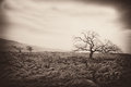 The dark trees