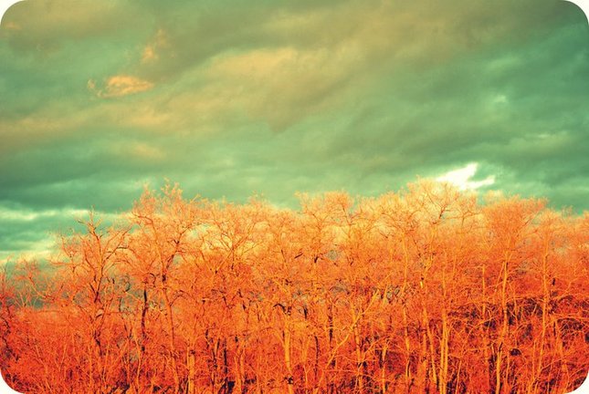 Trees :)