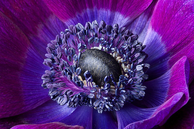 deep purple