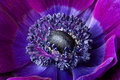 deep purple