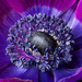 deep purple