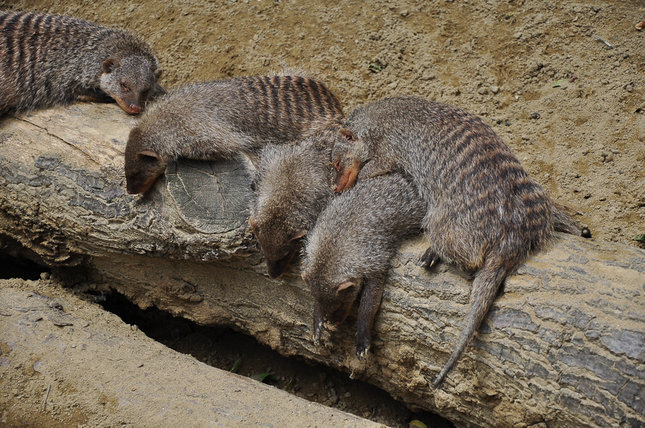 Siesta