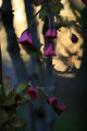 Little Fairies