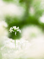 Allium ursinum
