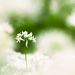 Allium ursinum