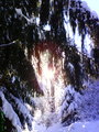 Strom v zime