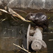 Uviaznutý bobor v prečerpávacej stanici- neskôr zachránený