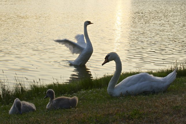 Familia