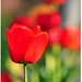 Spring colors
