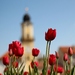 Banská Bystrica a tulipány