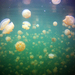 Medúzie jazero