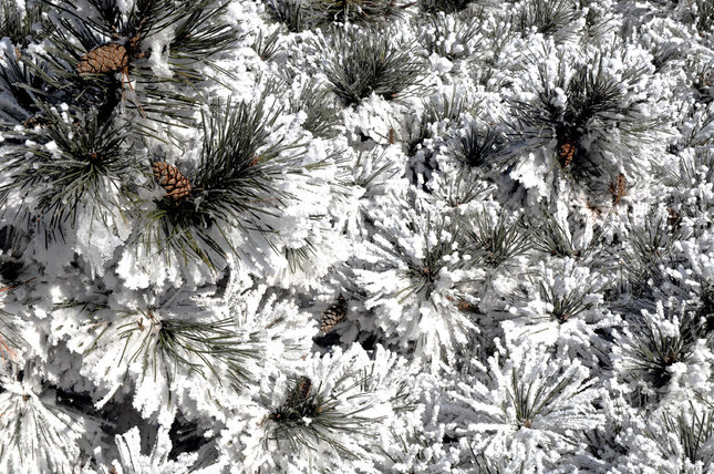 V plnej kráse - detail