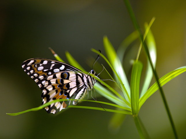 exotické motýlie krídla