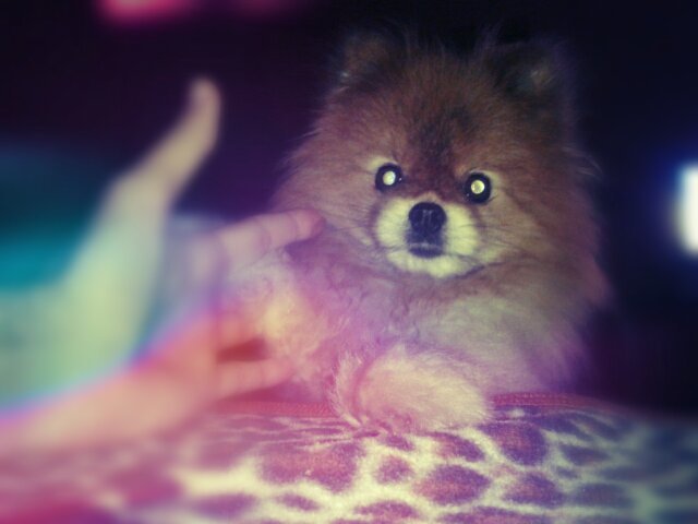 Suri