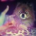 Suri