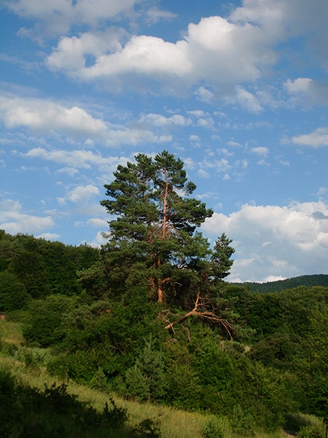 tree