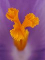 Crocus discolor