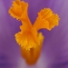 Crocus discolor