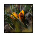 Crocus fuscotinctus