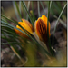 Crocus fuscotinctus