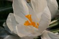 Krokus