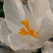 Krokus