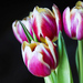 tulipány