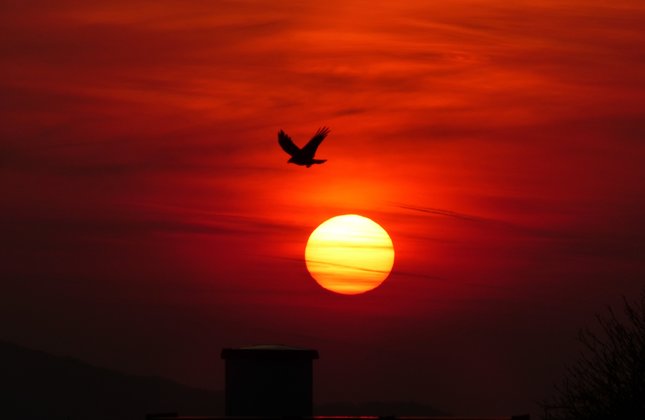 "sunset bird" z hradného kopca