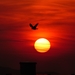 "sunset bird" z hradného kopca