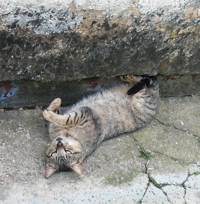 Macka si robi pohodlie