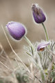 Poniklec veľkokvetý (Pulsatilla grandis)