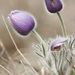 Poniklec veľkokvetý (Pulsatilla grandis)
