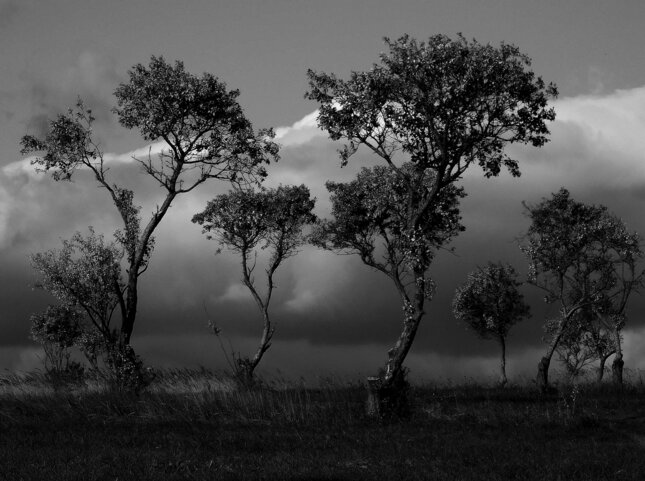 slovenská savana