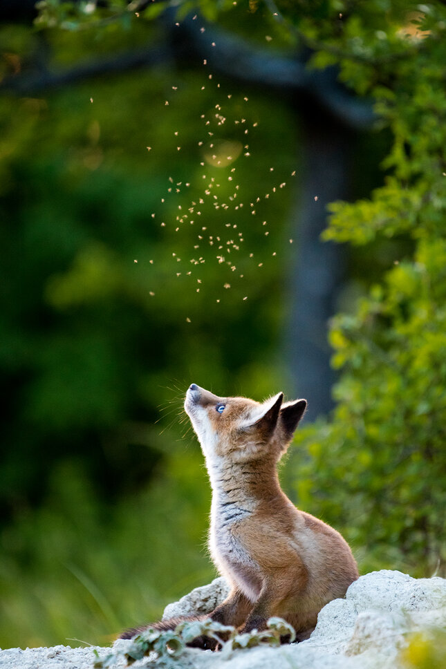 Little fox and the mosquitoes