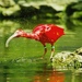 Ibis červený