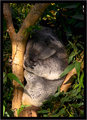 Eucalyptus dreaming