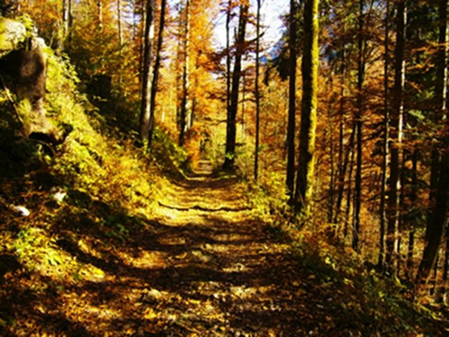Lesná cestička