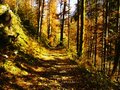 Lesná cestička