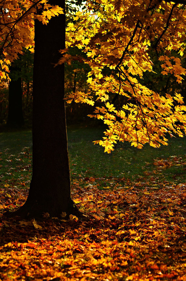 Golden tree