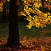 Golden tree
