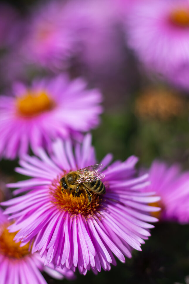 Usilovná včielka