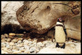 Tučniak jednopásy (Spheniscus humboldti)