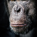 Šimpanz učenlivý   (Pan troglodytes)