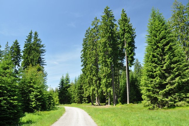 Strážcovia cesty