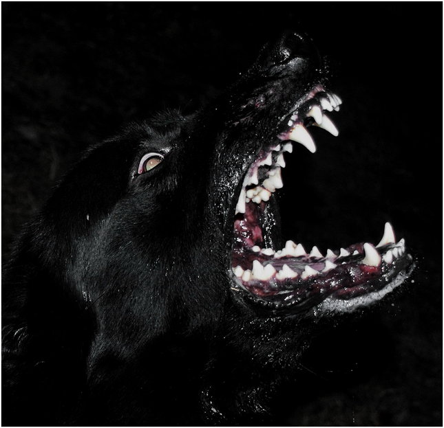 Angry Pet