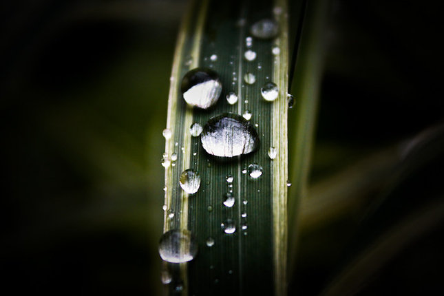 drops of heaven
